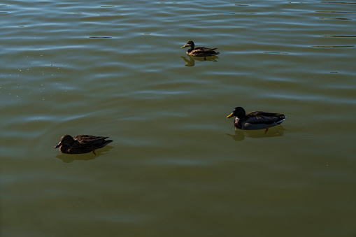 Ducks at the shore