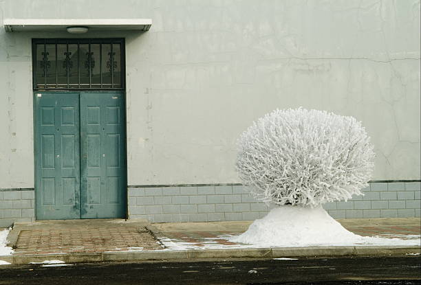 Slippery Elm By The Door stock photo