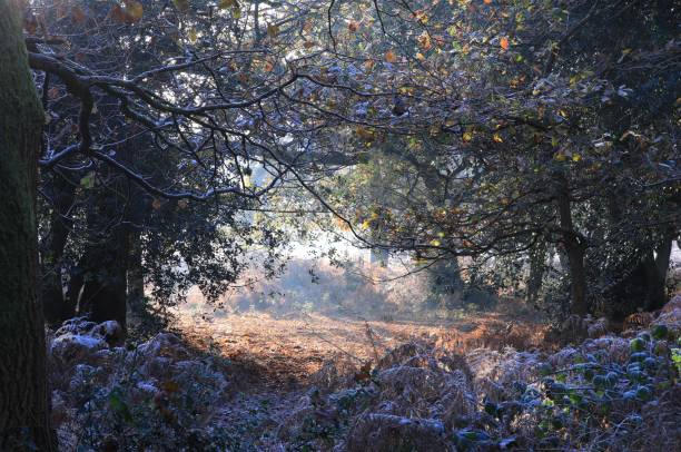 Scenic shot of trees and leafless branches in the Sutton Park, Birmingham, UK A scenic shot of trees and leafless branches in the Sutton Park, Birmingham, UK sutton park stock pictures, royalty-free photos & images