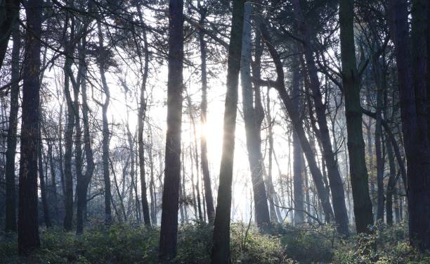 Scenic shot of trees and leafless branches in the Sutton Park, Birmingham, UK A scenic shot of trees and leafless branches in the Sutton Park, Birmingham, UK sutton park stock pictures, royalty-free photos & images