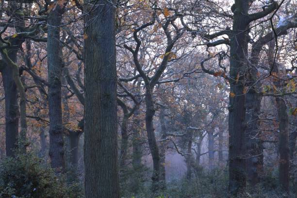 Scenic shot of trees and leafless branches in the Sutton Park, Birmingham, UK A scenic shot of trees and leafless branches in the Sutton Park, Birmingham, UK sutton park stock pictures, royalty-free photos & images