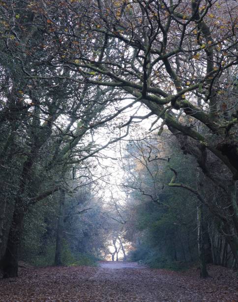 Vertical shot of a road surrounded by leafless trees in the Sutton Park, Birmingham, UK A vertical shot of a road surrounded by leafless trees in the Sutton Park, Birmingham, UK sutton park stock pictures, royalty-free photos & images