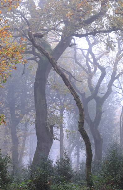 Vertical shot of trees and leafless branches in the Sutton Park, Birmingham, UK A vertical shot of trees and leafless branches in the Sutton Park, Birmingham, UK sutton park stock pictures, royalty-free photos & images