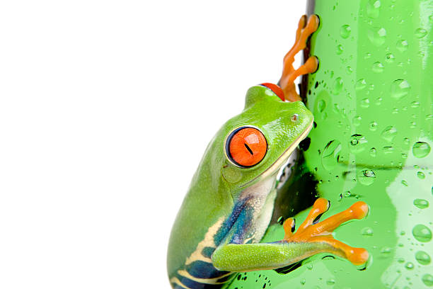 żaba z mokrych butelka na białym tle - frog water isolated drop zdjęcia i obrazy z banku zdjęć