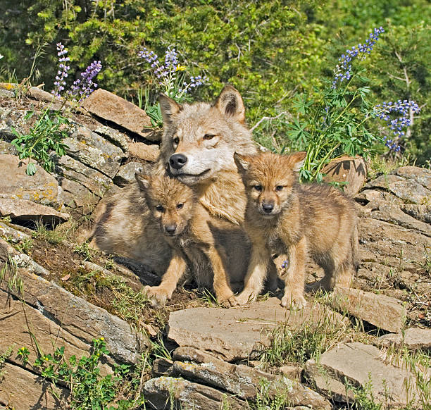 istock A family of wolves with small cubs 144955313