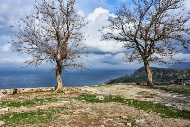 bergblick und zwei verdorrte bäume am rand der klippe gegen das meer an einem wintertag. - cliff at the edge of grass sea stock-fotos und bilder