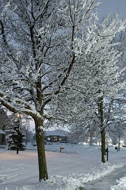 Noite árvores de inverno - fotografia de stock