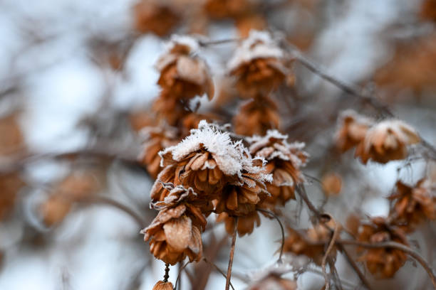 istock Brown, dead frost covered Hops, empty seed cones Humulus lupulus hanging from a hop plant 1449553585