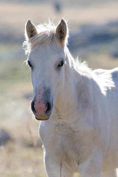 White horse stock photo