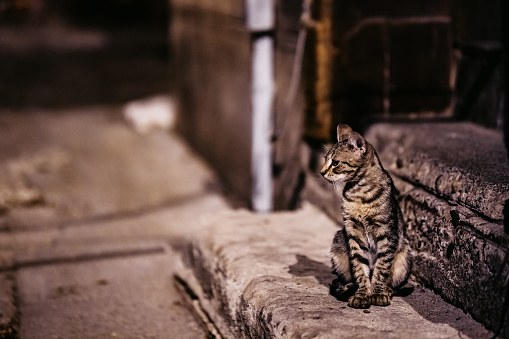 Cute stray cat sitting on the steps on the street at night.