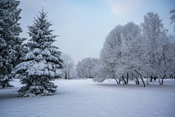 Covered in snow white trees in public park in Riga, Latvia. Winter day landscape stock photo