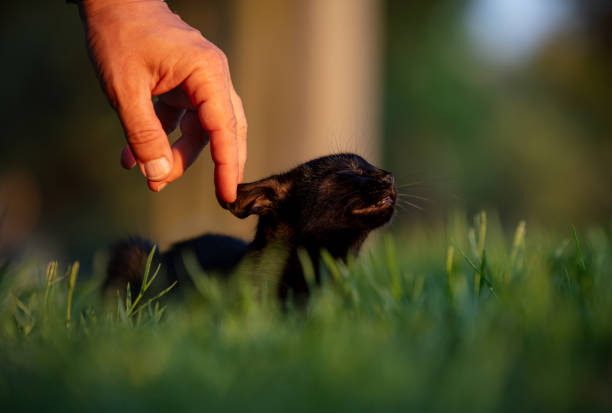 A feral cat or a stray cat is an unowned domestic cat that lives outdoors and avoids human contact. It does not allow itself to be handled or touched, and usually remains hidden from humans.