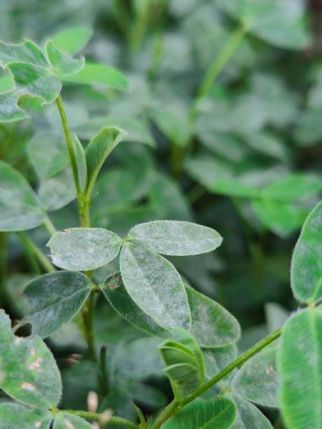 istock Natural background with green leaves on garden shrubs 1449556332