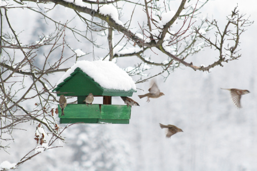 Small bird house at winter time