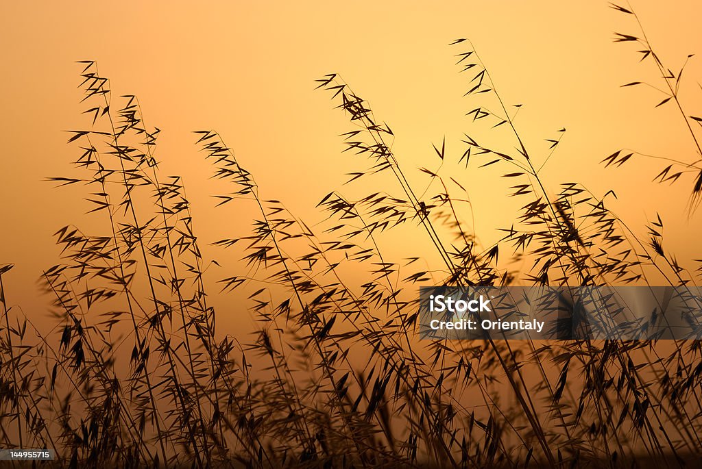rye at sunset Agricultural Field Stock Photo