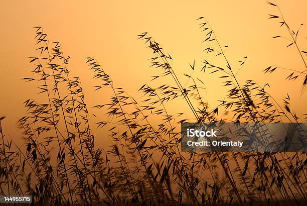 Rye At Sunset Stock Photo - Download Image Now - Agricultural Field, Agriculture, Animals In The Wild