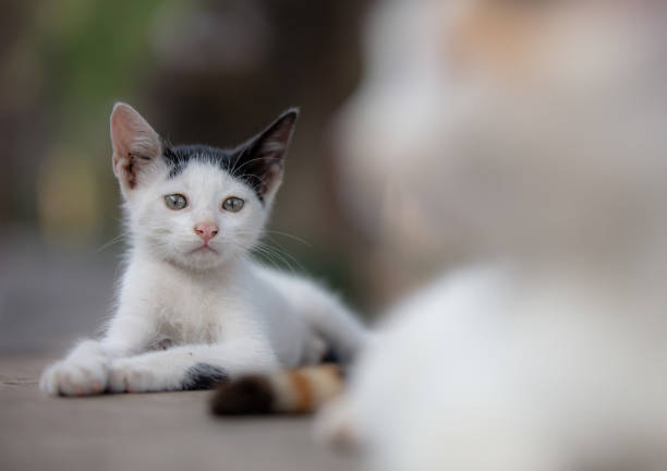 A feral cat or a stray cat is an unowned domestic cat that lives outdoors and avoids human contact. It does not allow itself to be handled or touched, and usually remains hidden from humans.