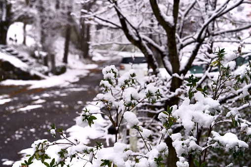 Taken at my villa at Nasu town Pref.Tochigi Japan ,on Dec 6th 2022.\nThe first snowfall was short and stopped in the morning and some fallen snow has begun to melt away.\nDue  to time constraints,I was forced to take photos mainly from the windows on the second floor.