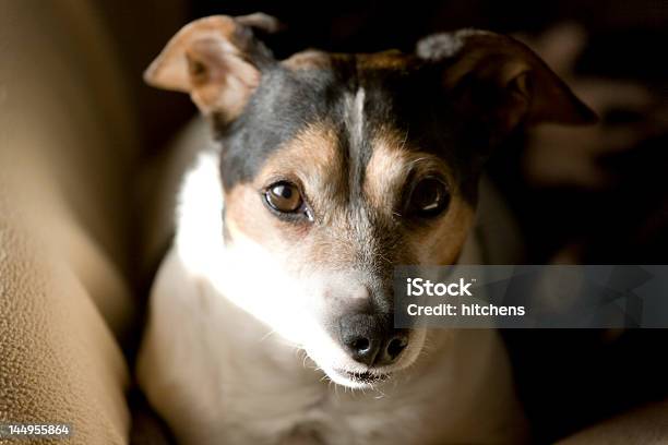 Terrier Jack Russell Foto de stock y más banco de imágenes de Animal - Animal, Fotografía - Imágenes, Horizontal