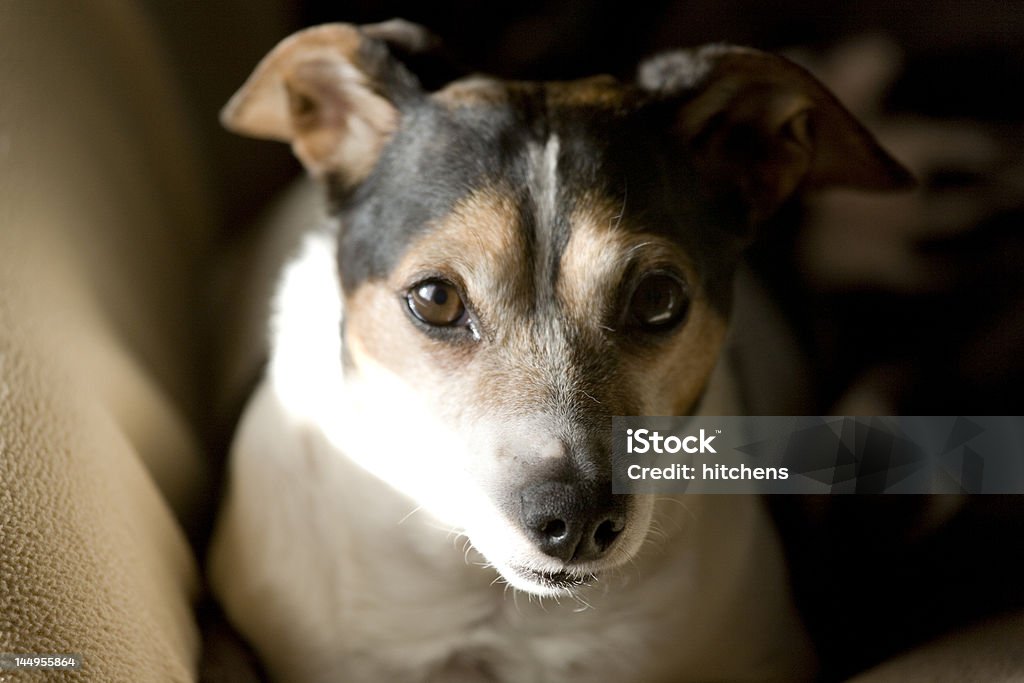 Jack russell terrier - Foto stock royalty-free di Animale