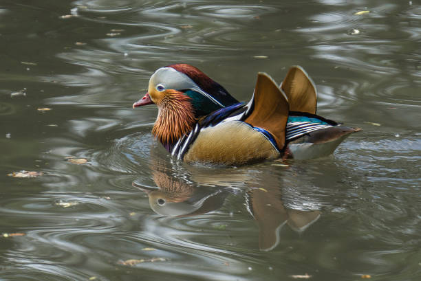istock colorful duck in the water 1449559227
