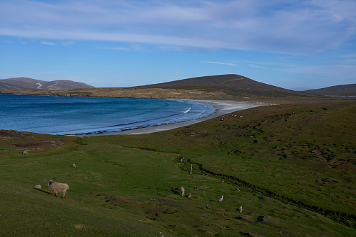 Sheep grazing on the cliffs of Saunders Island in the Falkland Islands.