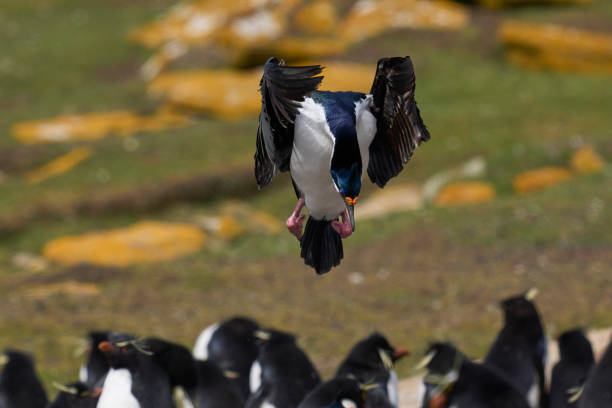 istock Imperial Shag coming in to land 1449560417