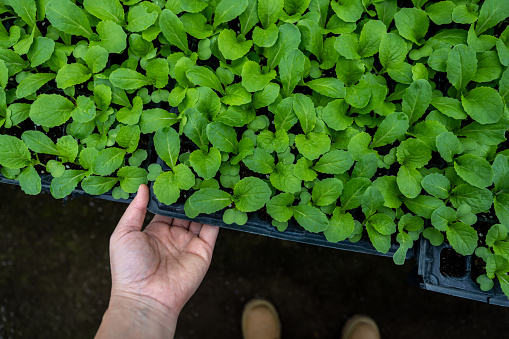 Seedling tray with vegetables in hand
