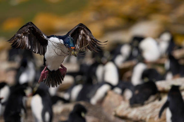 istock Imperial Shag coming in to land 1449560482