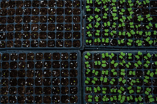 Organic seedling greenhouse