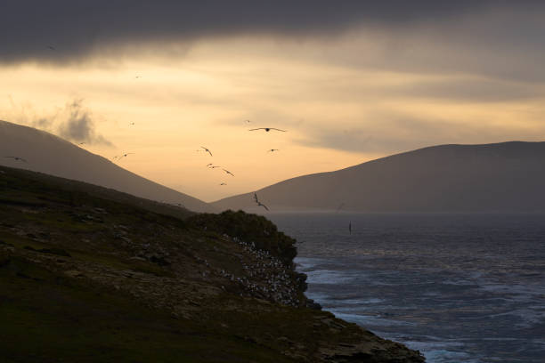 istock Black-browed Albatross at dusk 1449560536