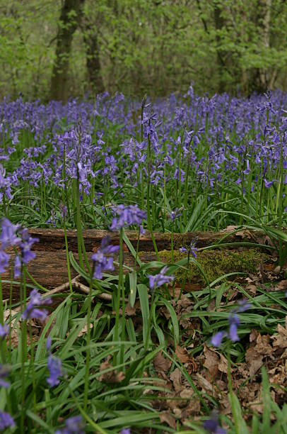 Bluebell in the Spring Woods, England stock photo