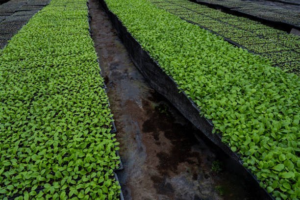 Organic seedling greenhouse