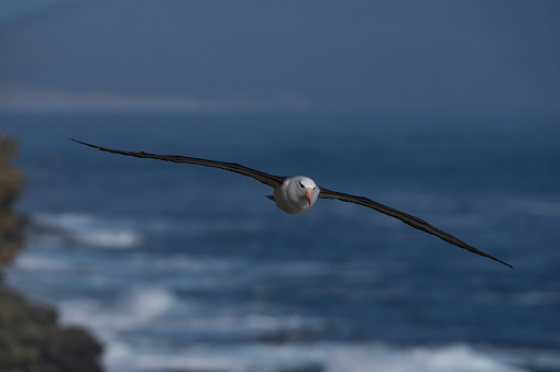 Black-browed Albatross (Thalassarche melanophrys) in flight along the cliffs of Saunders Island in the Falkland Islands.