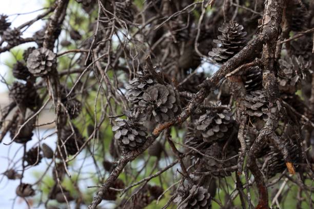 istock Closeup of old dry cones on a pine tree with blurred background 1449561323