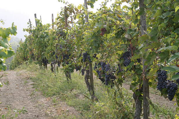 Red Italian Grapes in Vinyard stock photo