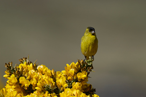 Black-chinned Siskin (Carduelis Barbara) perched on a flowering gorse bush on Carcass Island in the Falkland Islands
