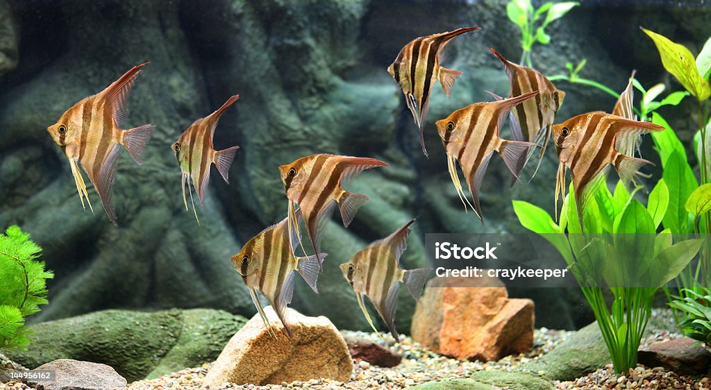 Aquarium fish angelfish in aquarium Amazonas State - Brazil Stock Photo