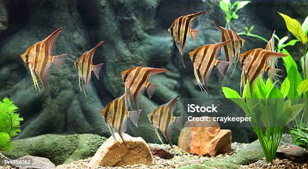 Aquarium Fish Stock Photo - Download Image Now - Amazonas State - Brazil, Amazonas State - Venezuela, Animals In Captivity