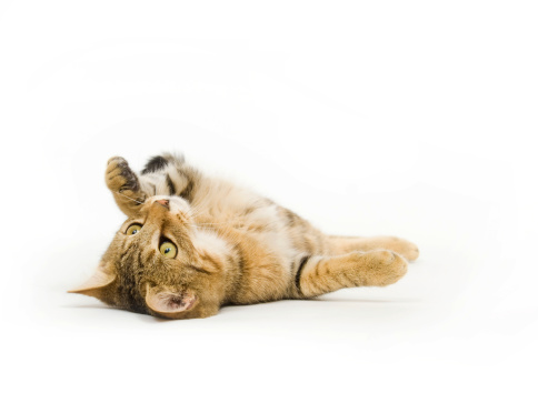 Kitten laying upside down while playing on a white background