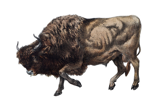 Vintage color illustration isolated on white background - European bison, European buffalo or wisent