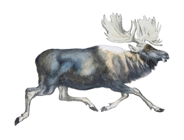 istock Moose or Elk (Alces alces) - vintage color illustration isolated on white background 1449563219