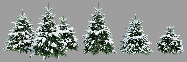 Collection of Christmas trees in the snow isolated on gray background. Realistic 3D render. 3D illustration.
