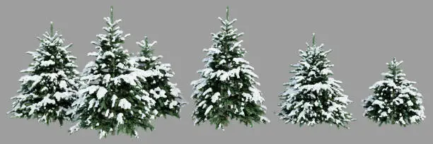 Photo of Collection of Christmas trees in the snow isolated on gray background. Realistic 3D render.