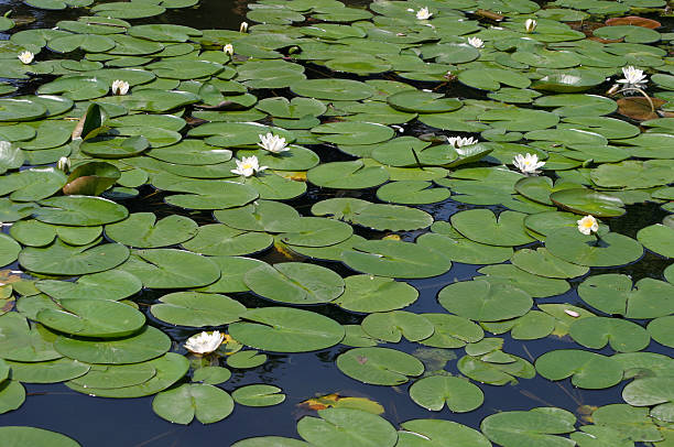 Lily pond stock photo