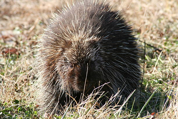 Porcupine stock photo