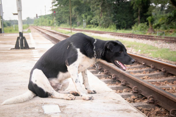 istock lonely dog by the railroad tracks. 1449566927