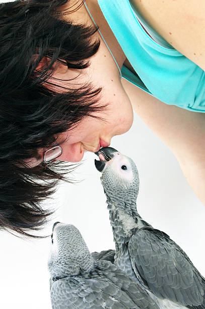 istock red tale parrot isolated on white kissing with female 144956749