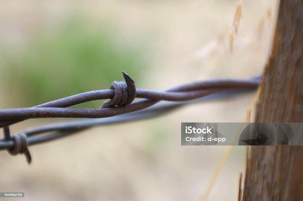 barbed wire barbed wire by a field Adversity Stock Photo