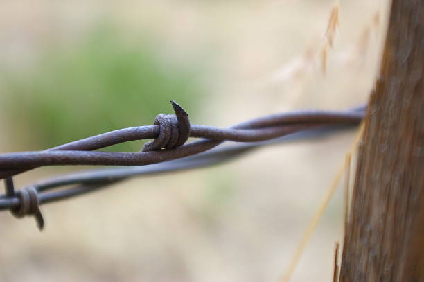 barbed wire stock photo